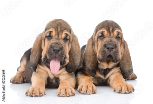 Two bloodhound puppies lying together. Isolated on white background