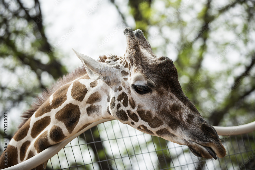 The close-up of the giraffe

