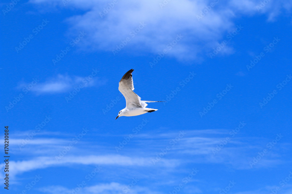 Fototapeta premium Sea Gull in Flight