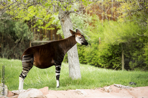 Single Okapi standing by the tree photo