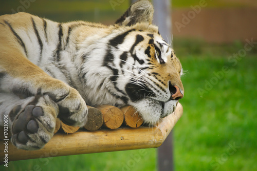 Тигр спит в вольере.