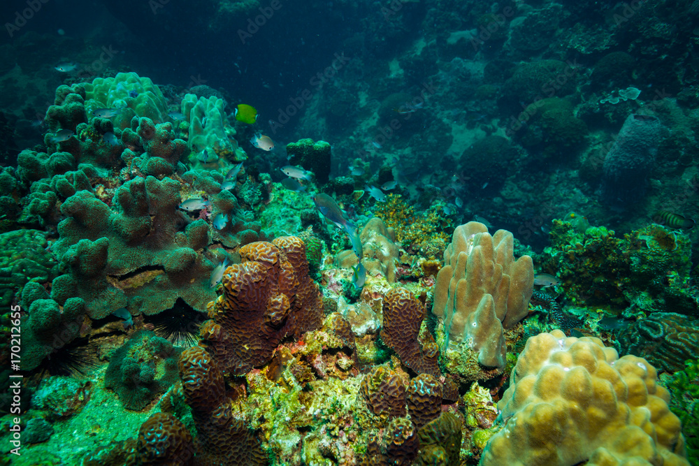 Obraz premium Coral reer