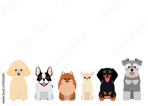 smiling small dogs group