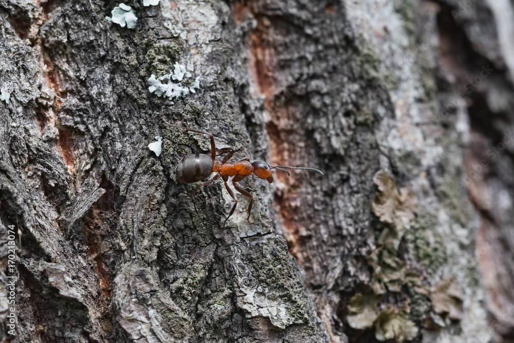 Ant Ant