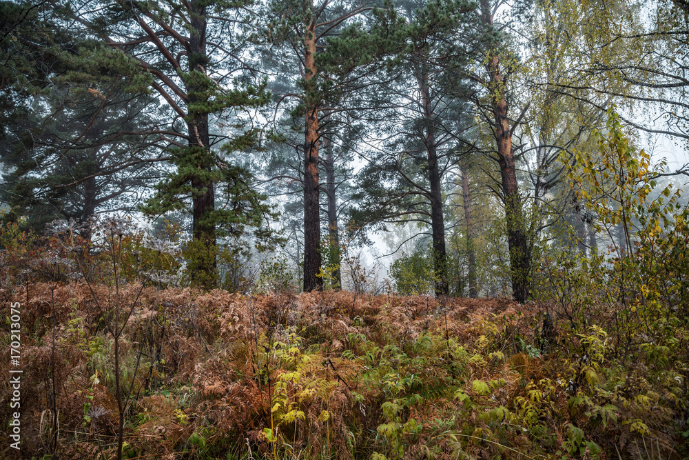 Fototapeta premium Autumn forest