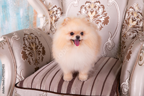 A small dog of the Spitz is in a beautiful chair