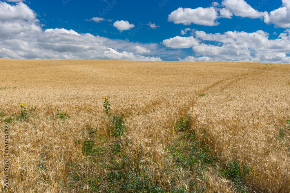 July landscape with blue sky, white clouds and ripe wheat field in central Ukraine