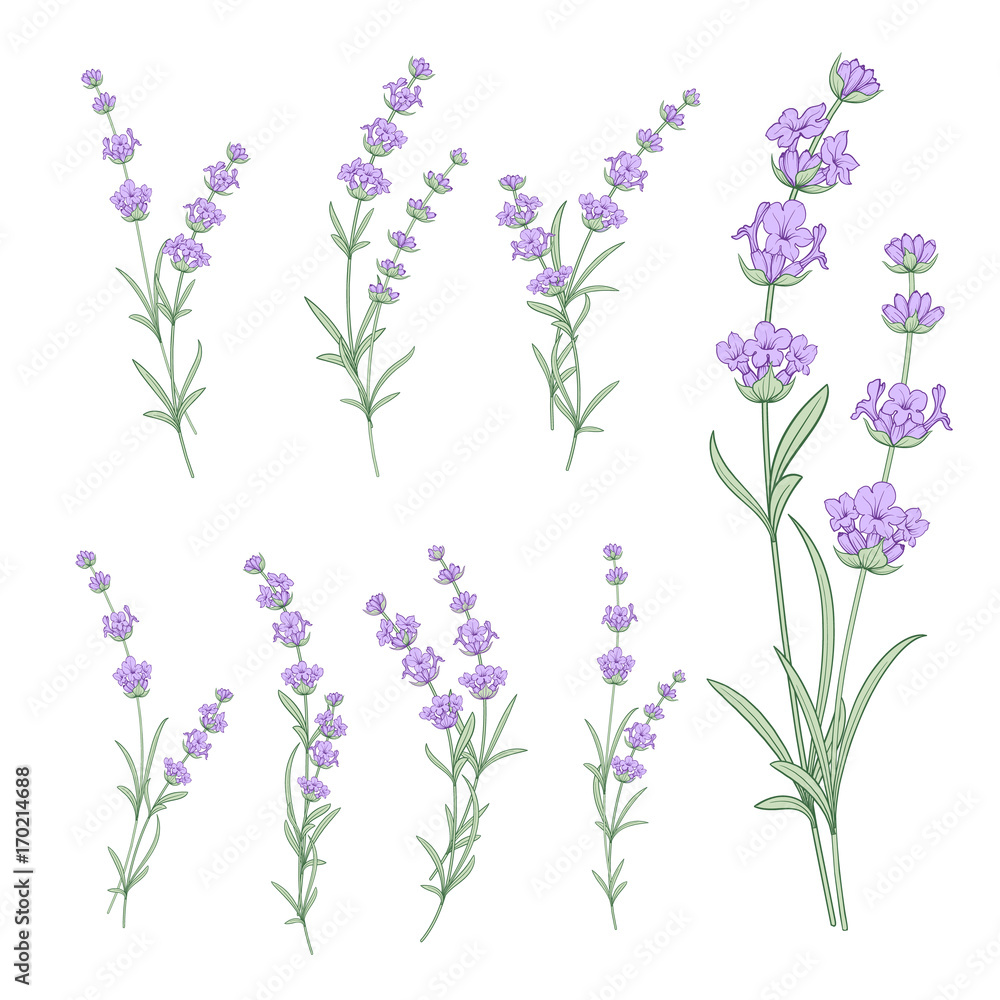 Set of lavender flowers elements. Collection of lavendula on a white background. Vintage set of lavender flowers elements. Lavender hand drawn. Vector illustration bundle.