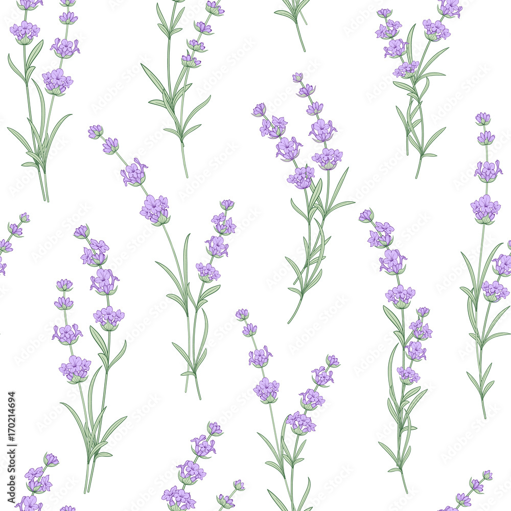 Naklejka Bezszwowy wzór lawendowi kwiaty na białym tle. Akwarela wzór z lawendą na próbkę tkaniny. Bezszwowy wzór dla tkaniny. Ilustracji wektorowych.