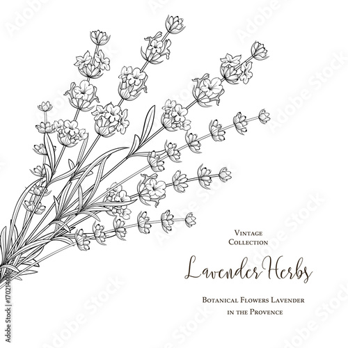 Summer flowers with calligraphy sign Lavender Herbs. Bunch of lavender flowers isolated over white background. Vector illustration.