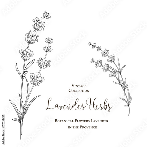 Summer flowers with calligraphy sign Lavender Herbs. Bunch of lavender flowers isolated over white background. Vector illustration.