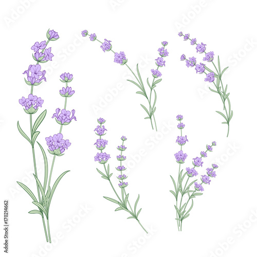 Fototapeta Naklejka Na Ścianę i Meble -  Set of lavender flowers elements. Collection of lavendula on a white background. Vintage set of lavender flowers elements. Lavender hand drawn. Vector illustration bundle.