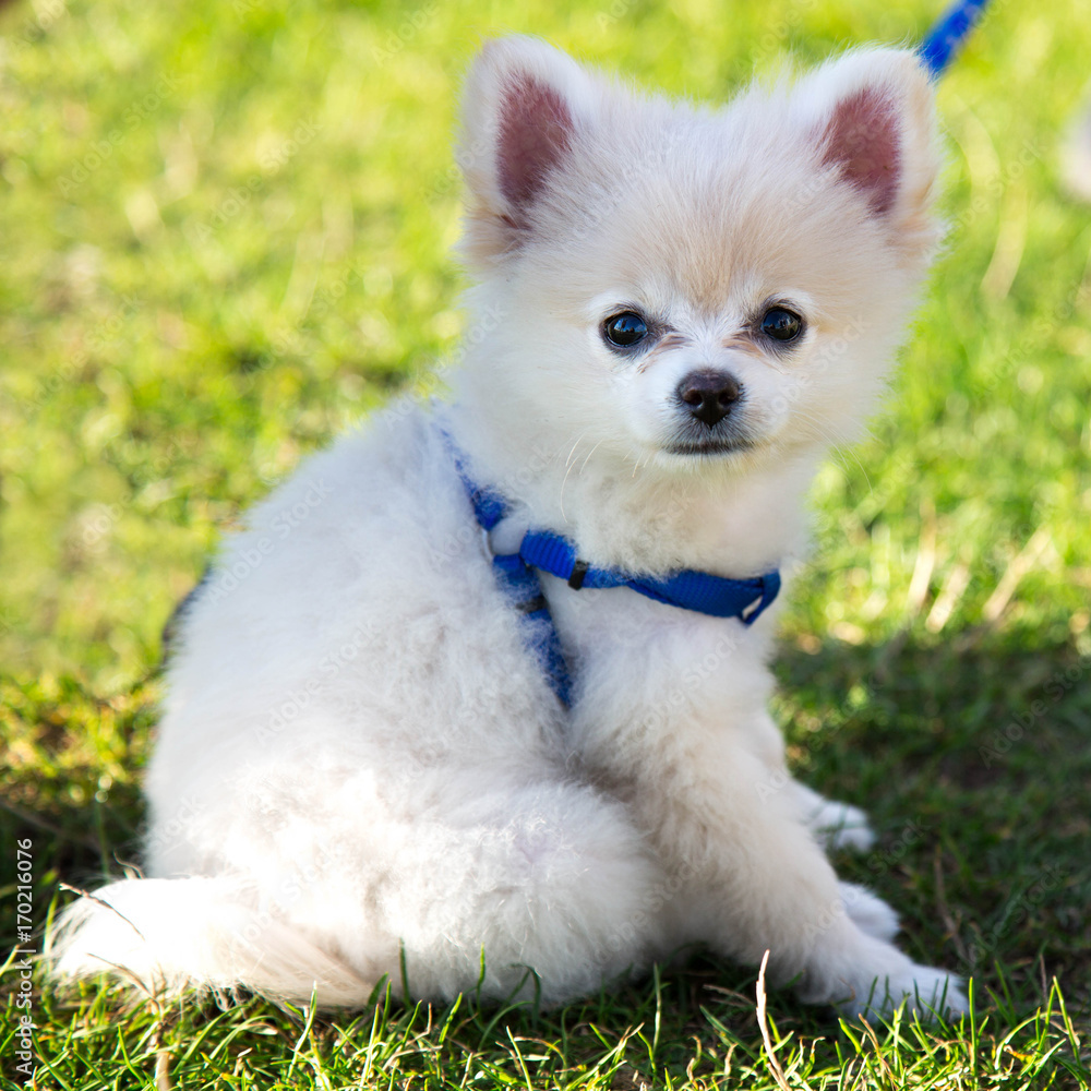 Vibrant background cute spitz dog blue breast band Vibrant background cute spitz dog blue breast band