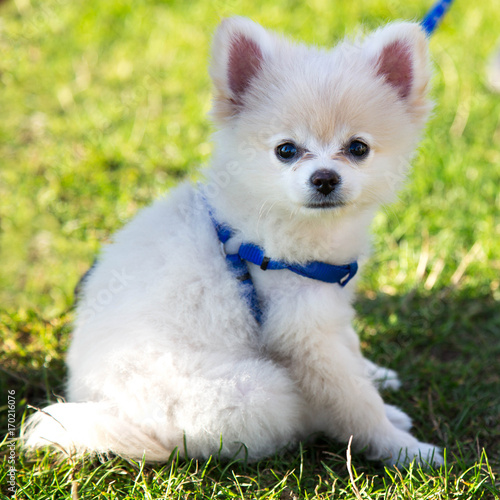 Vibrant background cute spitz dog blue breast band 