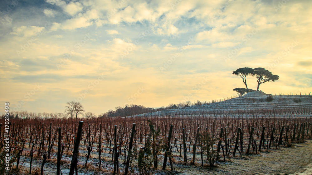 Obraz premium snowy morning in the vineyard