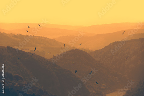 Birds flying above mountain