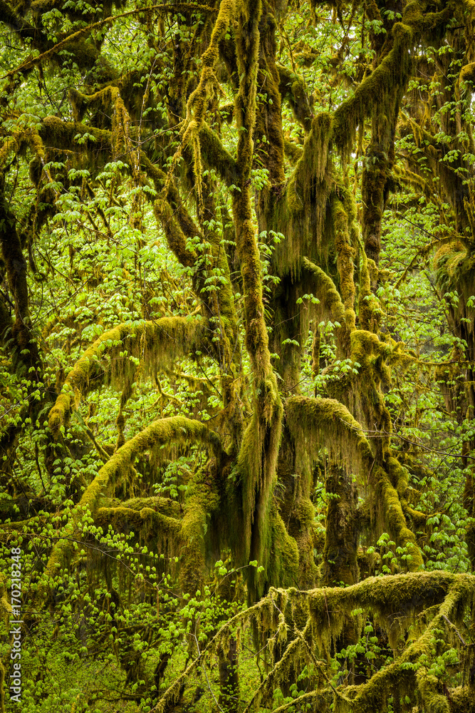 Obraz premium Hoh Rain Forest, Hall of Mosses, Olympic National Park