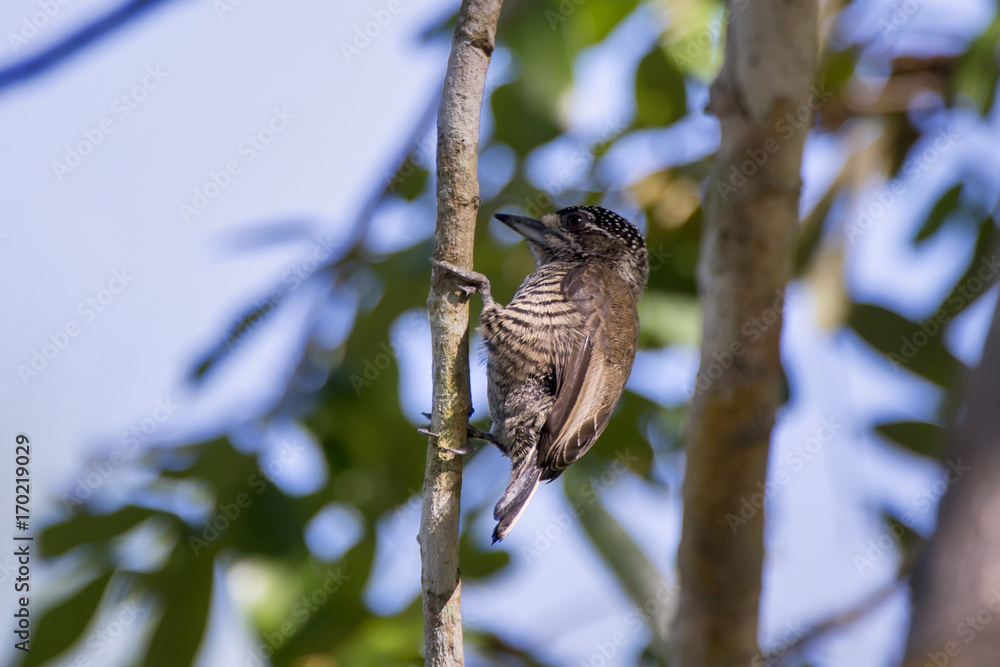 Fototapeta premium Pica-pau-anão-barrado (Picumnus cirratus) | White-barred Piculet photographed in the Farm Cupido & Refugio in Linhares, Espírito Santo, Southeast of Brazil. Atlantic Forest Biome.