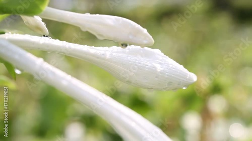 The close-up of flowers of fragrant plantain lily. Scientific name: Hosta plantaginea. And with waterdrops in the breeze.
 photo