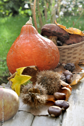 potimarron, champignons et châtaignes dans jardin