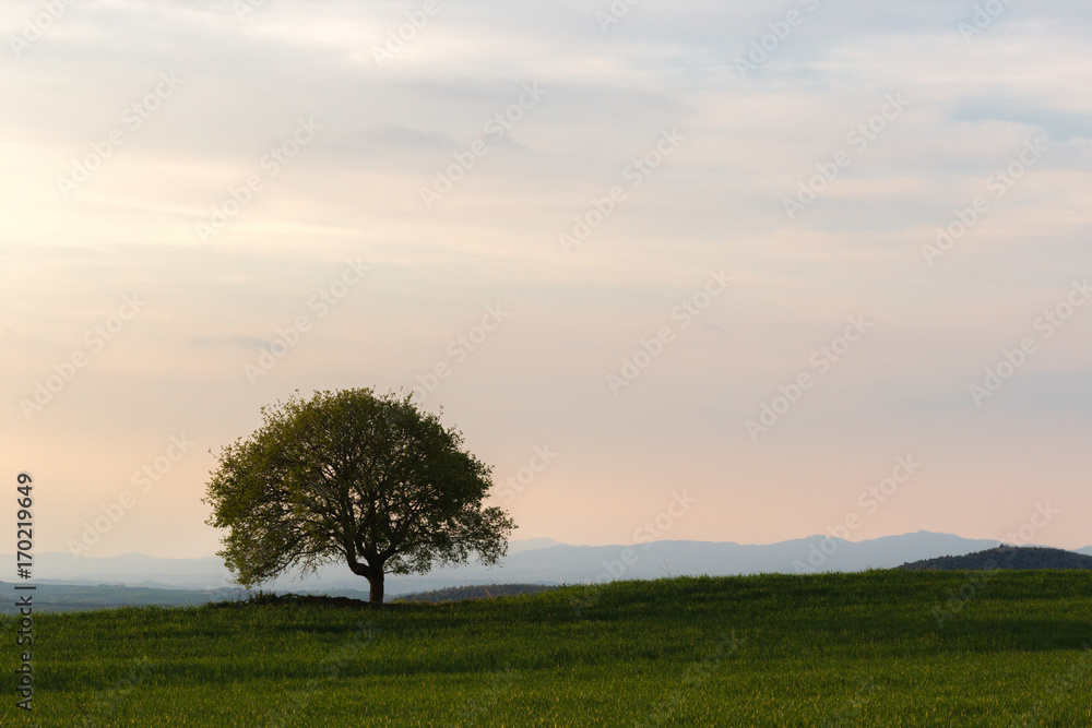 Obraz premium Tuscany landscape, with an isolated tree in a green meadow, beneath a warm sky with sunset colors