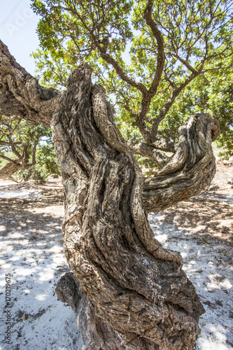 Chios Adası; sakız ağacı
