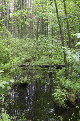 Fototapeta Naklejka Na Ścianę i Meble -  Forest creek in a midland of Europe