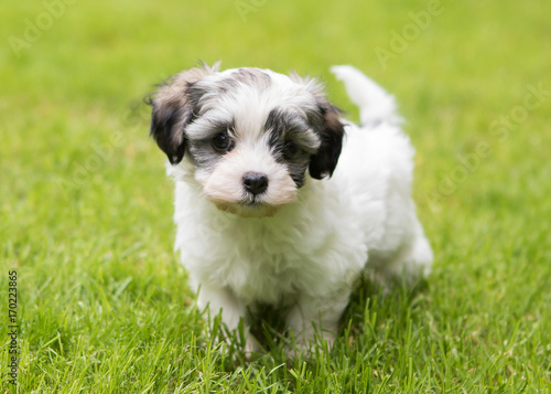 Havanese puppy dog