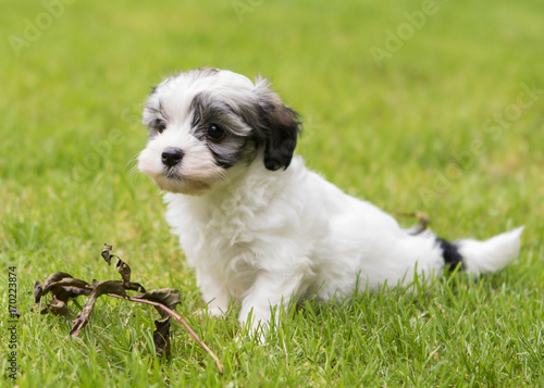 Havanese puppy dog