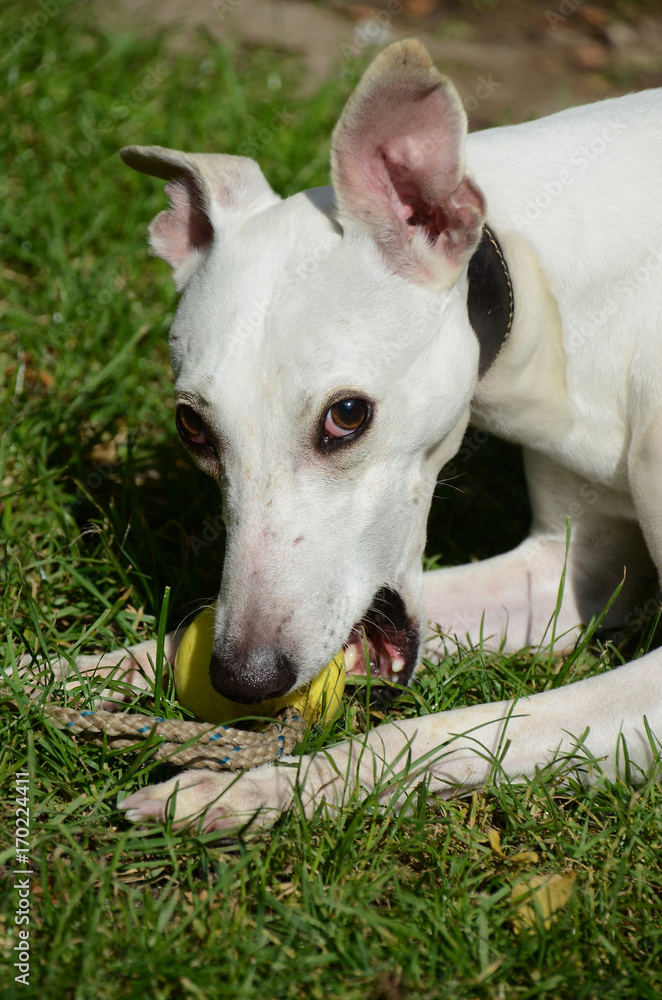 White whippet dog plays with yellow ball.