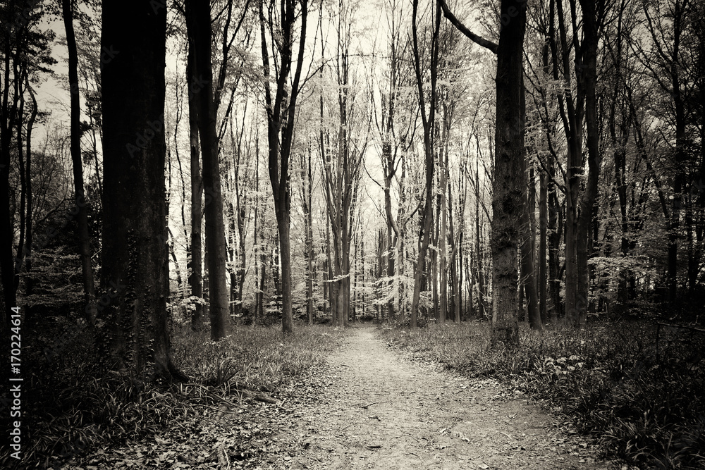 Bluebells growing on an english woodland floor