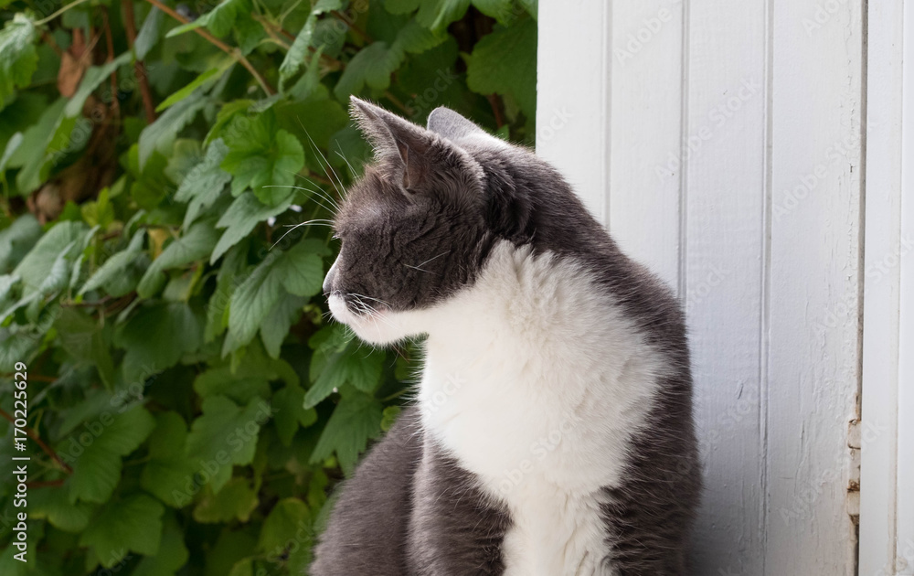 cat portrait on window looking outside