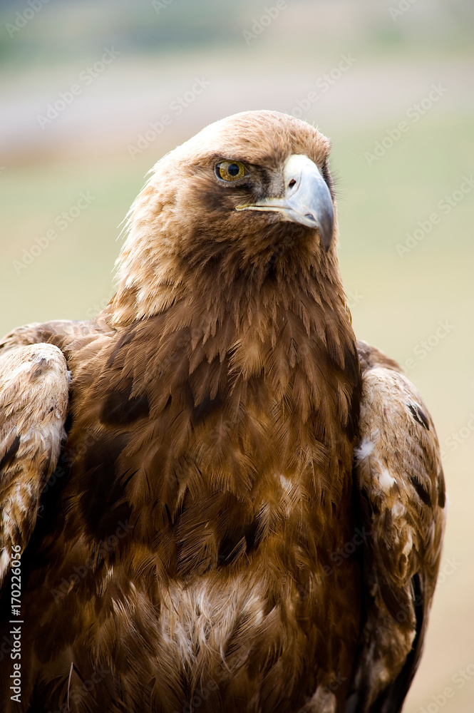 Naklejka premium Golden eagles portrait