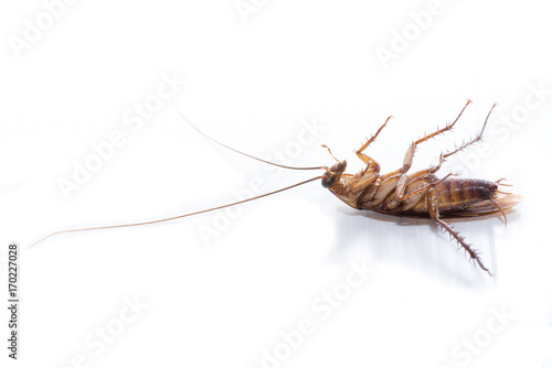 cockroach on white background © pinglabel