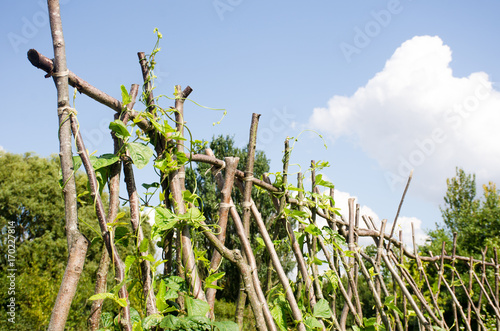 Row of beans growing on Hazel beanpoles