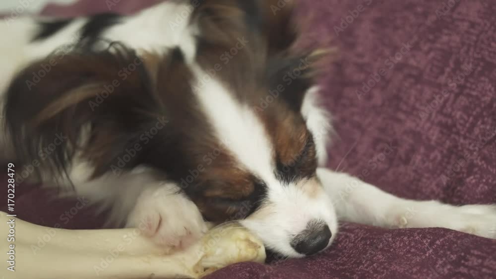 Papillon Continental Toy Spaniel puppy gnaws dried leg of mutton stock footage video Papillon Continental Toy Spaniel puppy gnaws dried leg of mutton stock footage video