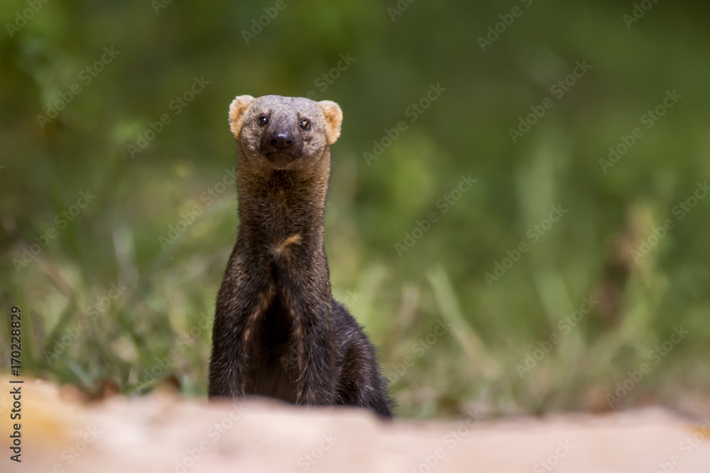 Fototapeta premium Irara (Eira barbara) | Tayra photographed in Linhares, Espírito Santo - Southeast of Brazil. Atlantic Forest Biome.