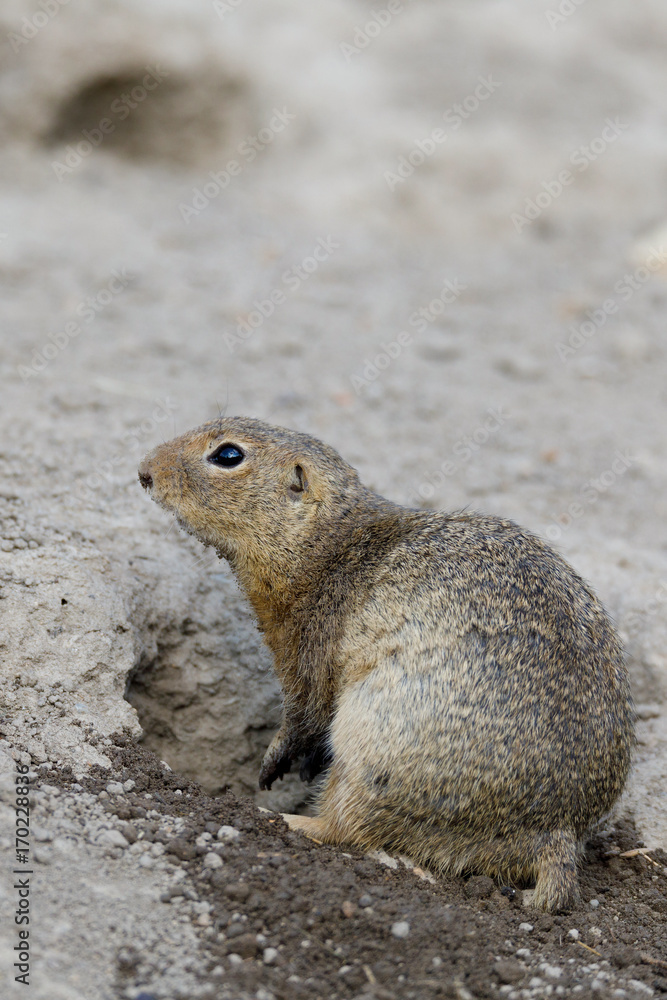 European ground squirrel (Spermophilus citellus) European ground squirrel (Spermophilus citellus)