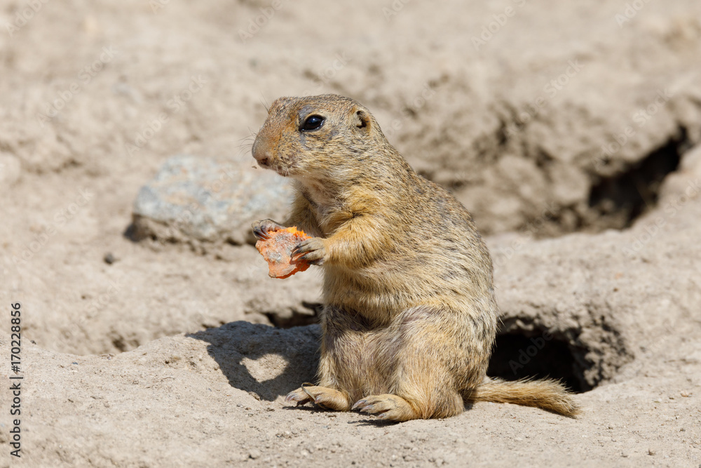 European ground squirrel (Spermophilus citellus) European ground squirrel (Spermophilus citellus)