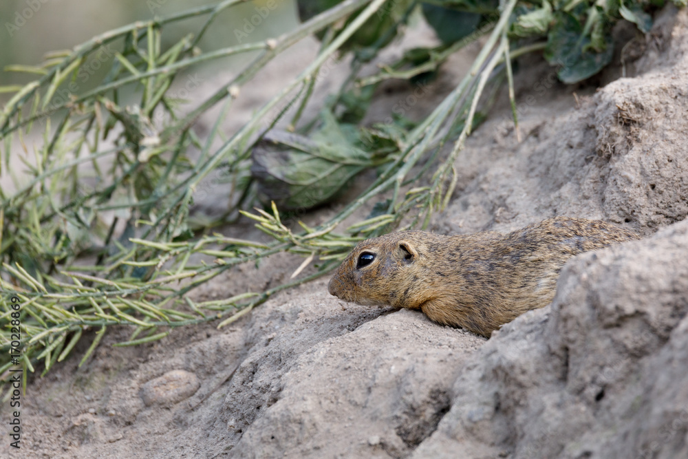 European ground squirrel (Spermophilus citellus) European ground squirrel (Spermophilus citellus)