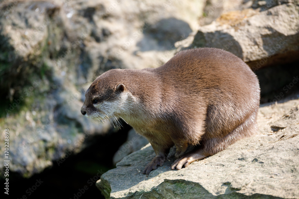 European otter family (Lutra lutra) European otter family (Lutra lutra)