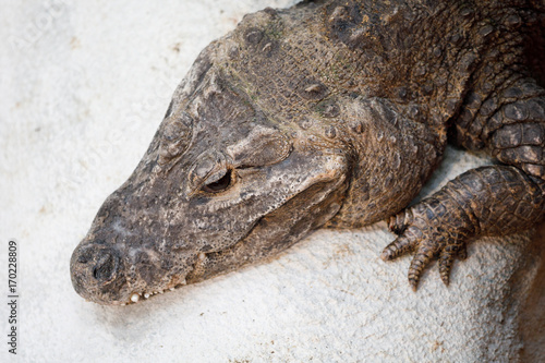 dwarf crocodile (Osteolaemus tetraspis) photo