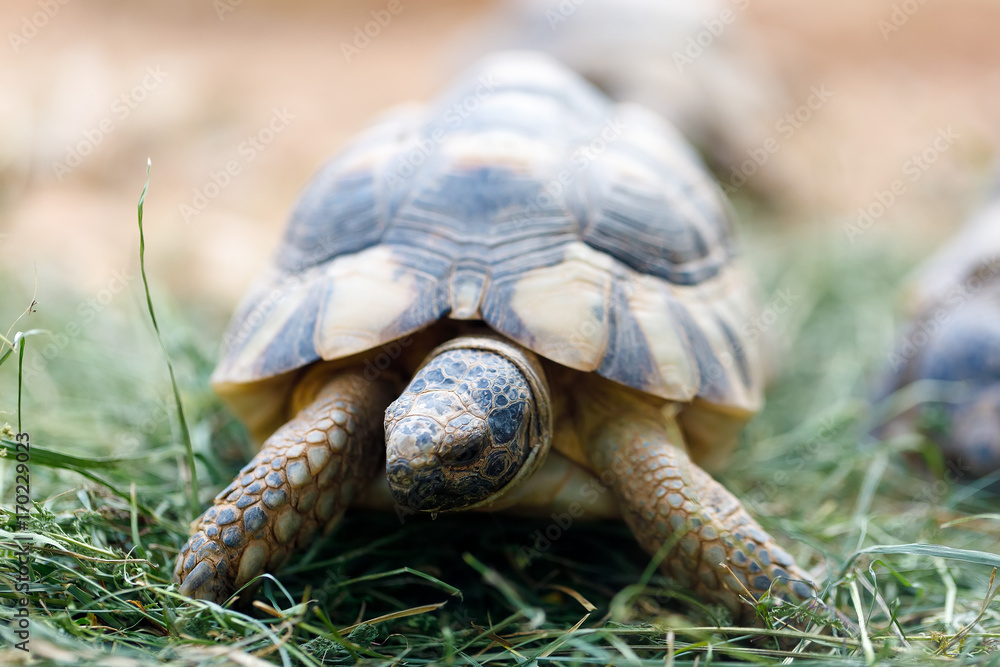 Russian tortoise (Agrionemys horsfieldii) Russian tortoise (Agrionemys horsfieldii)