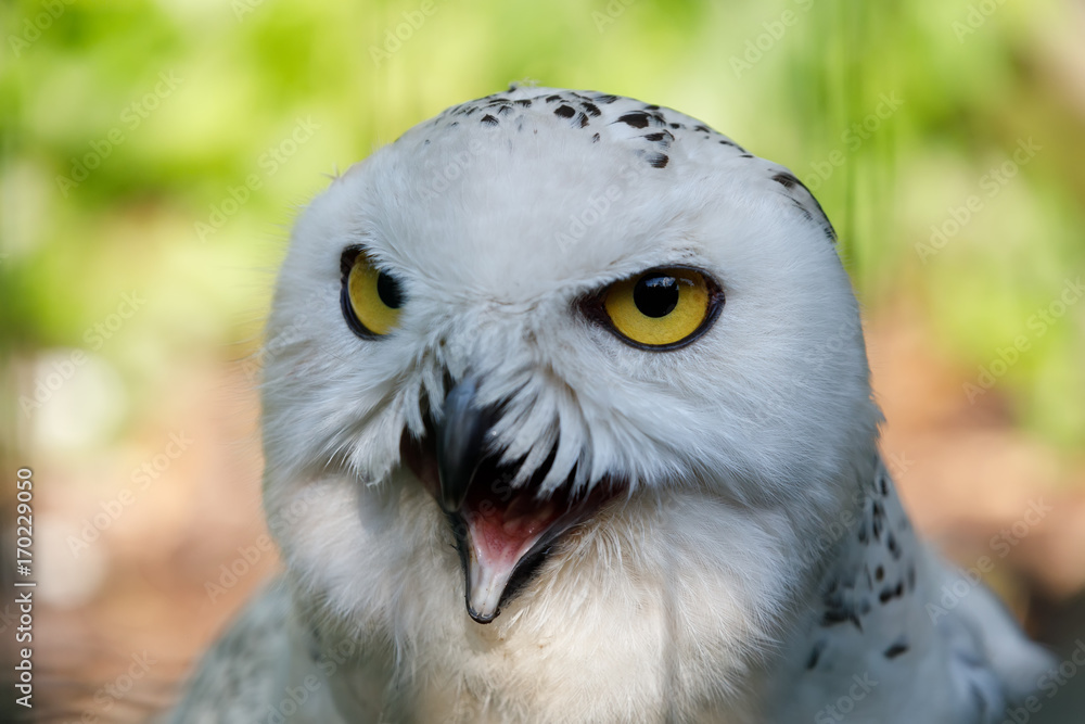 Naklejka premium snowy owl (Bubo scandiacus) large white bird