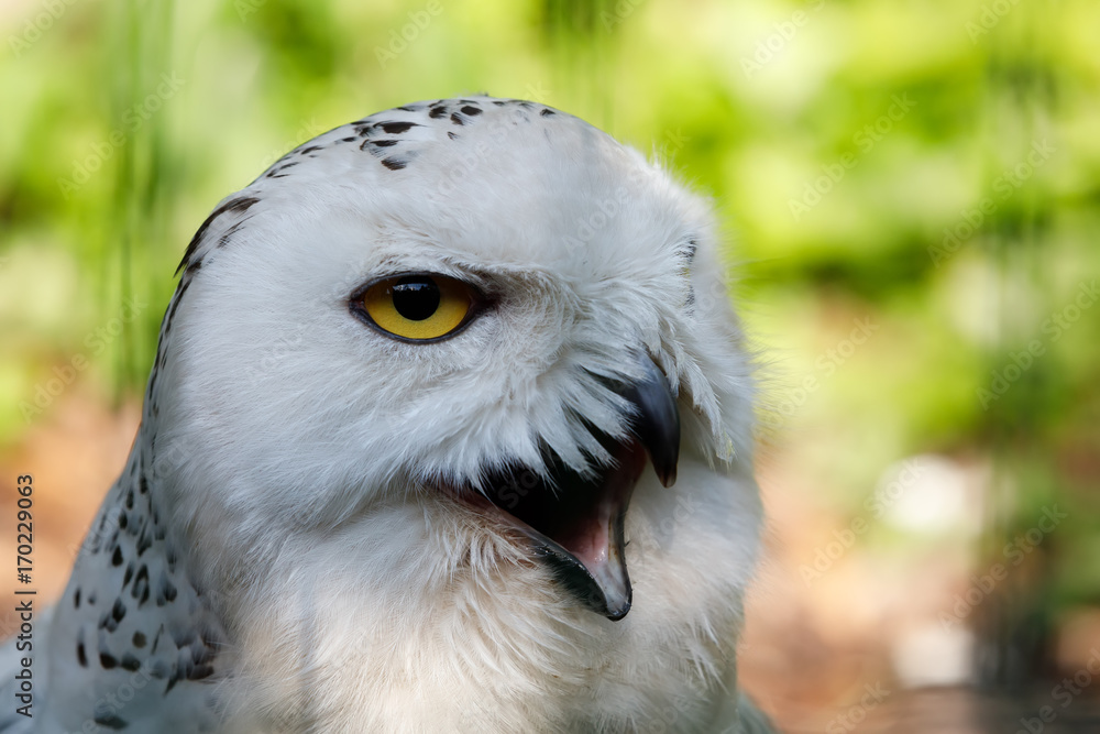 Obraz premium snowy owl (Bubo scandiacus) large white bird