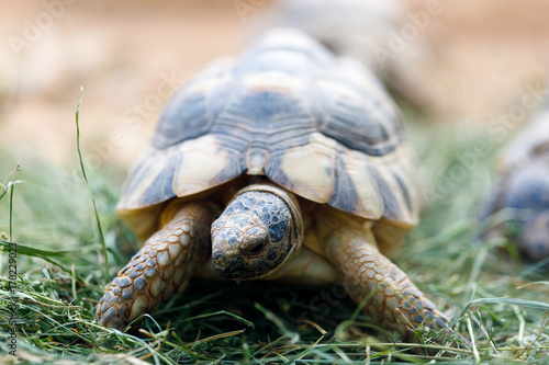 Russian tortoise (Agrionemys horsfieldii)