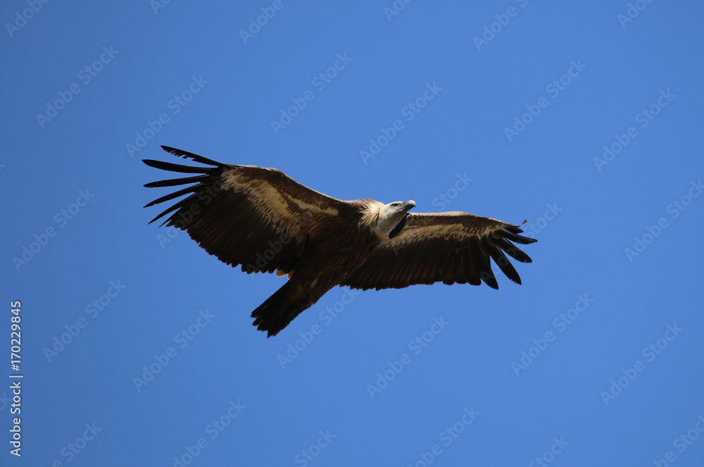 Obraz premium Griffon vulture