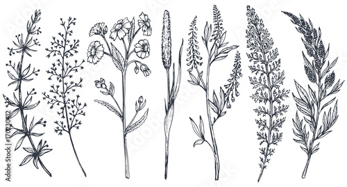 Leinwand Poster Hand drawn wildflowers and herbs vector set