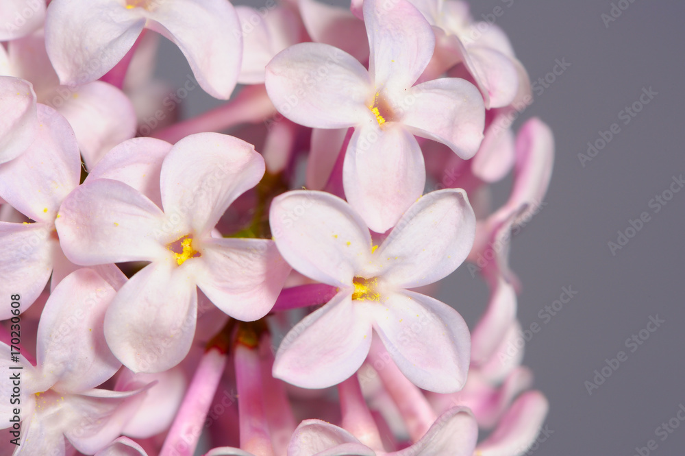 Beautiful Lilac Flowers Close-Up
