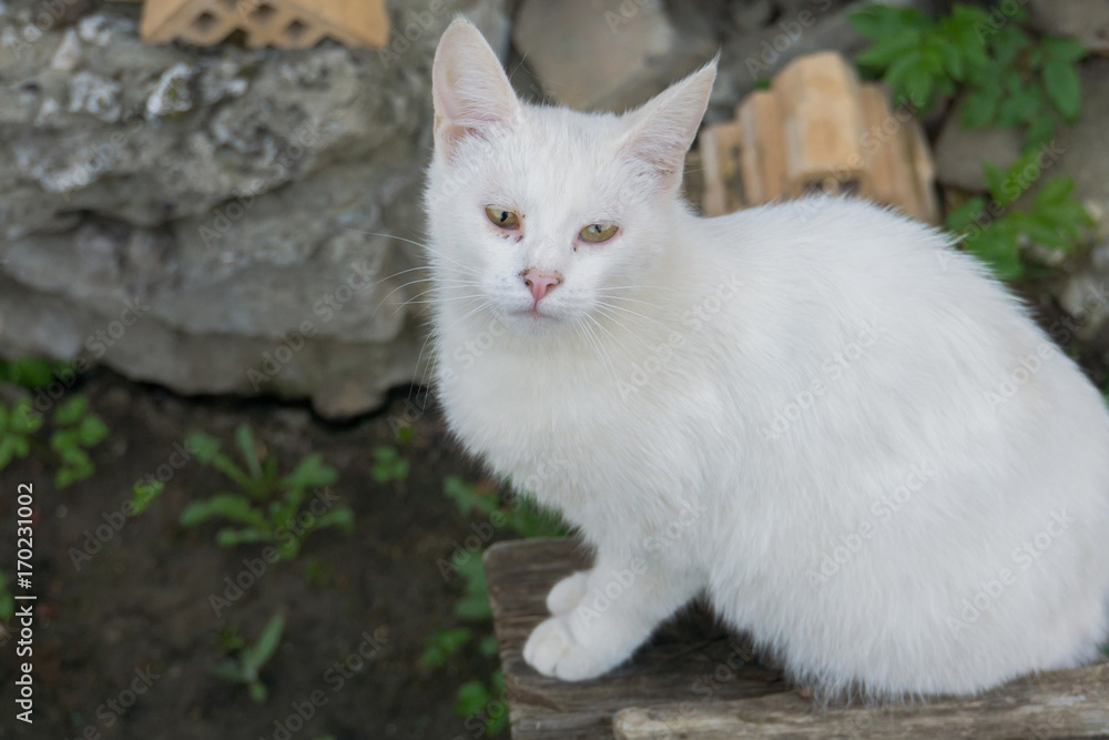 White Cat Macro